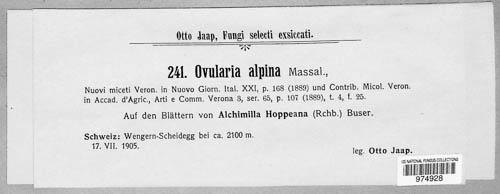 Ovularia alpina image